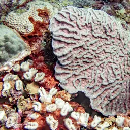Cactus Coral, photo 4