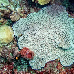 Cactus Coral