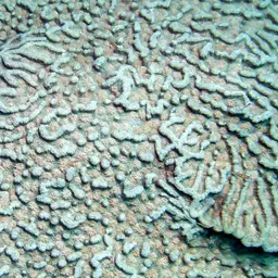 Cactus Coral, photo 5