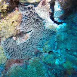 Cactus Coral, photo 6