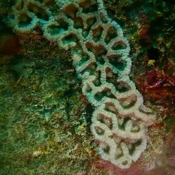 Cactus Coral, photo 7