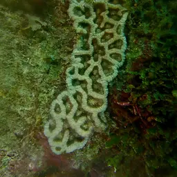 Cactus Coral, photo 8
