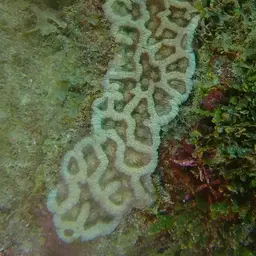 Cactus Coral, photo 9
