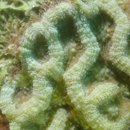 Cactus Coral, photo 10