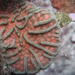 Cactus Coral, photo 11
