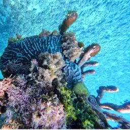 Cactus Coral, photo 12