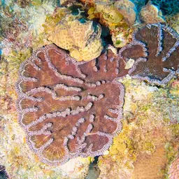Large Cactus Coral, photo 2
