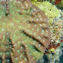 Large Cactus Coral, photo 1