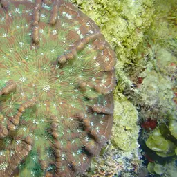 Large Cactus Coral, photo 3
