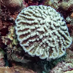 Large Cactus Coral, photo 4