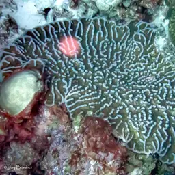 Large Cactus Coral, photo 5