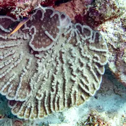Large Cactus Coral, photo 6