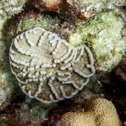 Large Cactus Coral, photo 7