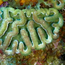 Large Cactus Coral, photo 8
