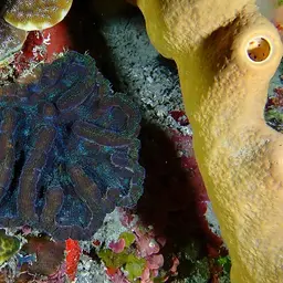 Large Cactus Coral, photo 9