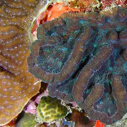 Large Cactus Coral, photo 10