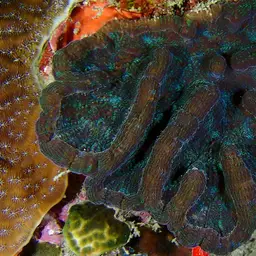 Large Cactus Coral, photo 11