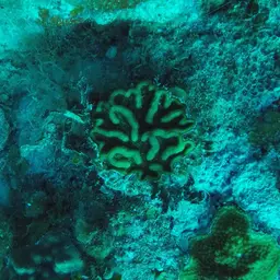 Large Cactus Coral, photo 12