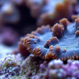 Ridgeless Cactus Coral, photo 1