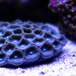 Ridgeless Cactus Coral, photo 2
