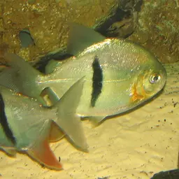 Black-ear Pacu