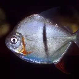 Black-ear Pacu, photo 2