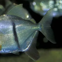 Black-ear Pacu, photo 3