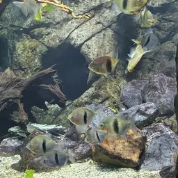 Black-ear Pacu, photo 4