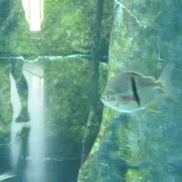 Black-ear Pacu, photo 5