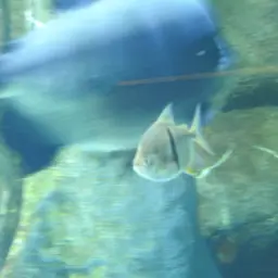 Black-ear Pacu, photo 6