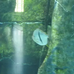 Black-ear Pacu, photo 7