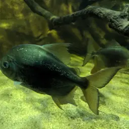 Black-ear Pacu, photo 8