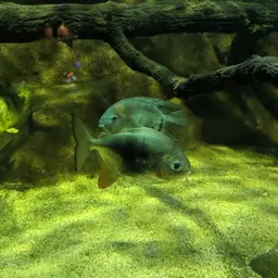 Black-ear Pacu, photo 9