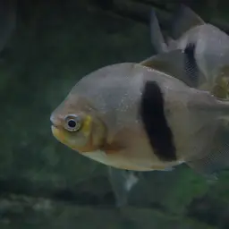 Black-ear Pacu, photo 10