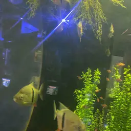 Black-ear Pacu, photo 11