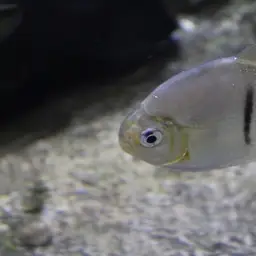 Black-ear Pacu, photo 12