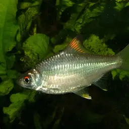 Burmese Rainbow Barb, photo 1