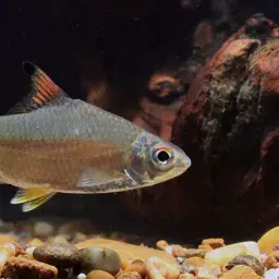 Burmese Rainbow Barb, photo 2
