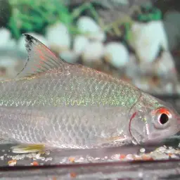 Burmese Rainbow Barb, photo 3