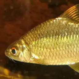 Burmese Rainbow Barb, photo 4