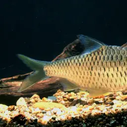 Burmese Rainbow Barb, photo 1