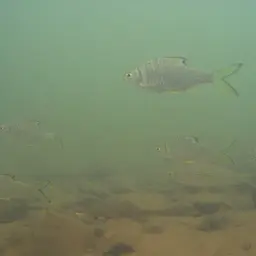 Burmese Rainbow Barb, photo 2