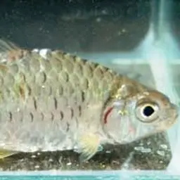 Burmese Rainbow Barb, photo 4