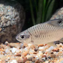 Burmese Rainbow Barb, photo 5