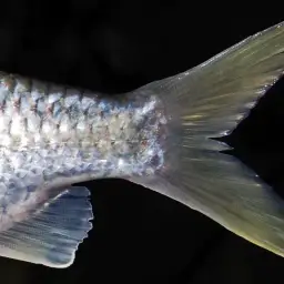 Burmese Rainbow Barb, photo 6