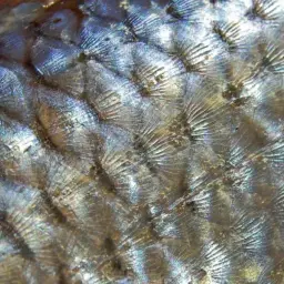 Burmese Rainbow Barb, photo 7