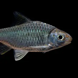 Burmese Rainbow Barb, photo 8