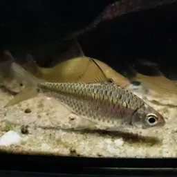 Burmese Rainbow Barb, photo 9