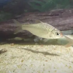 Burmese Rainbow Barb, photo 10