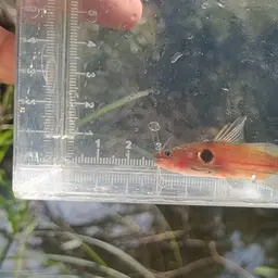 two-spot mystus, photo 5